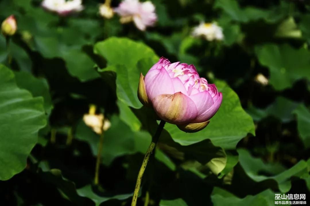 ΢ͼƬ_20190624171742.jpg