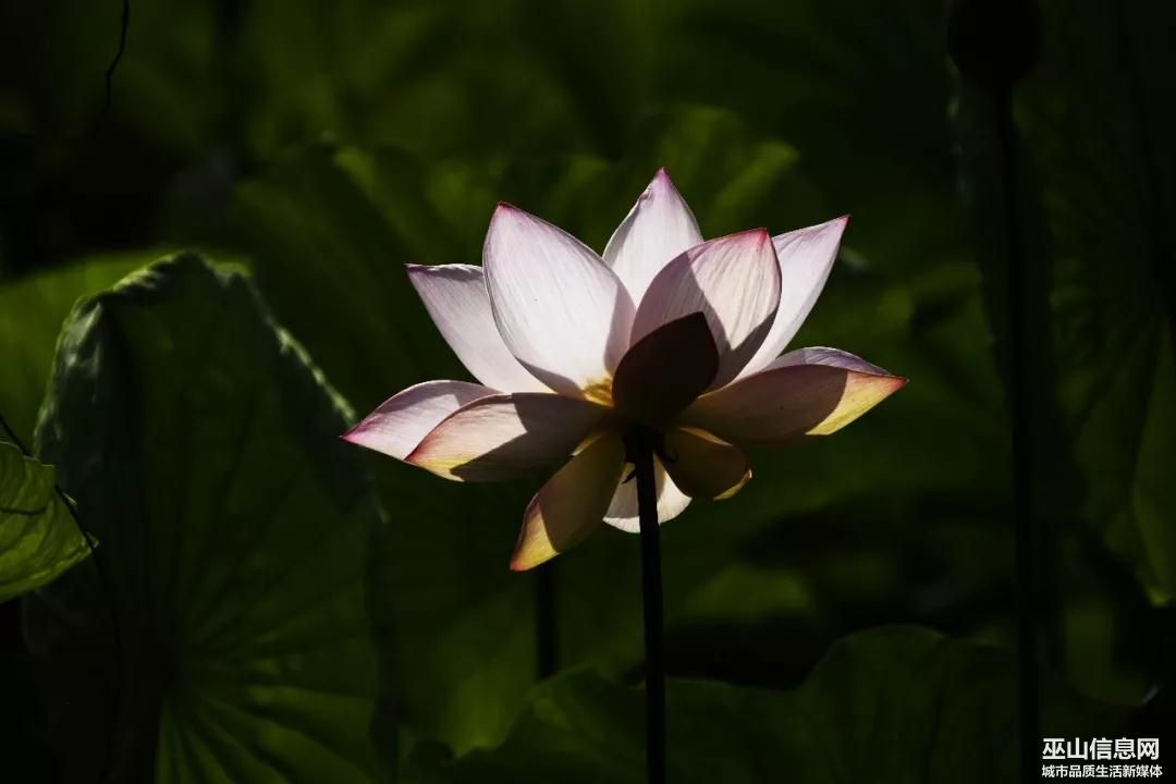 ΢ͼƬ_20190624171751.jpg