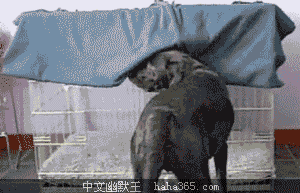 ΢ͼƬ_20190915152104.gif