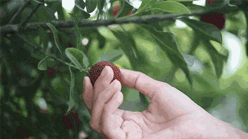 5.gif