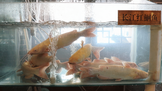 ΢ͼƬ_20200817091111.gif