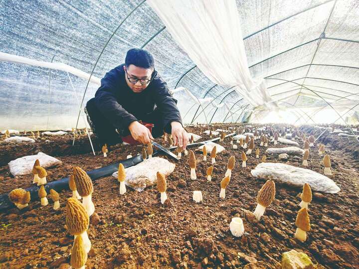 ��ɽ˫������Ǿ������ʡ�����